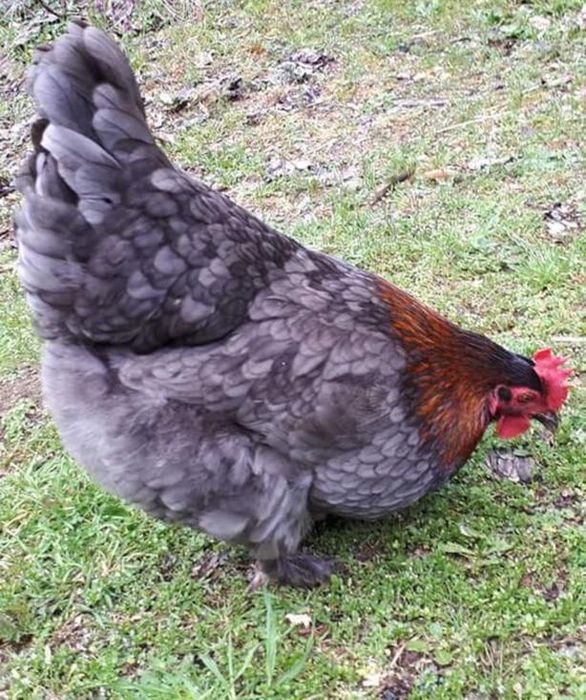 Ovos Férteis para Incubação – Blue Copper Marans