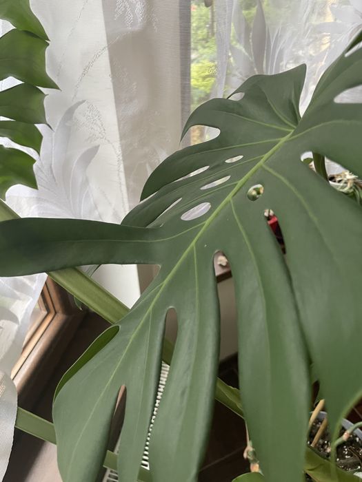 Monstera kwiat olbrzymia zadbana