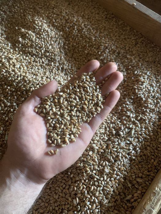 Pszenica ozima 2025 euforia i elektra mozliwosc transportu