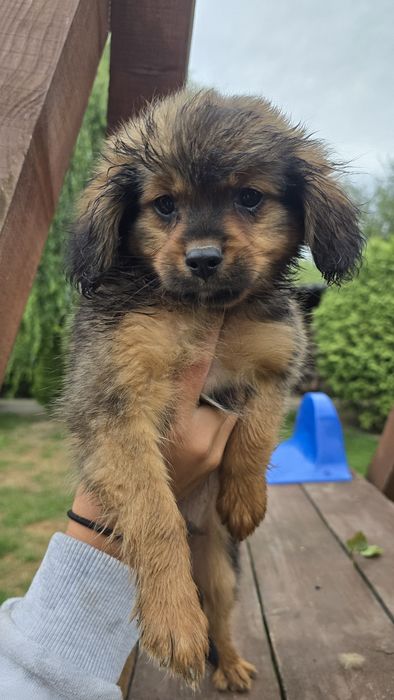 Cavapom suczki I piesek