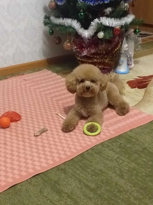 Вязка Той пудель симпатяшка)