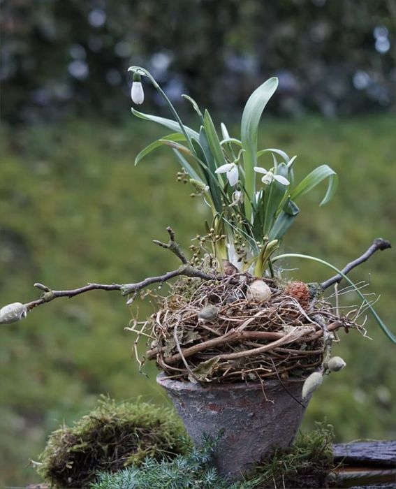 Śnieżynka żywa w małej donicy