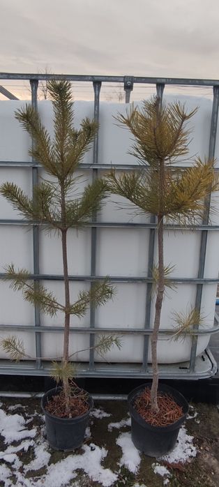 Сосна  чорна Pinus Nigra