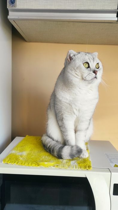 Досвідчений вісловухий кіт