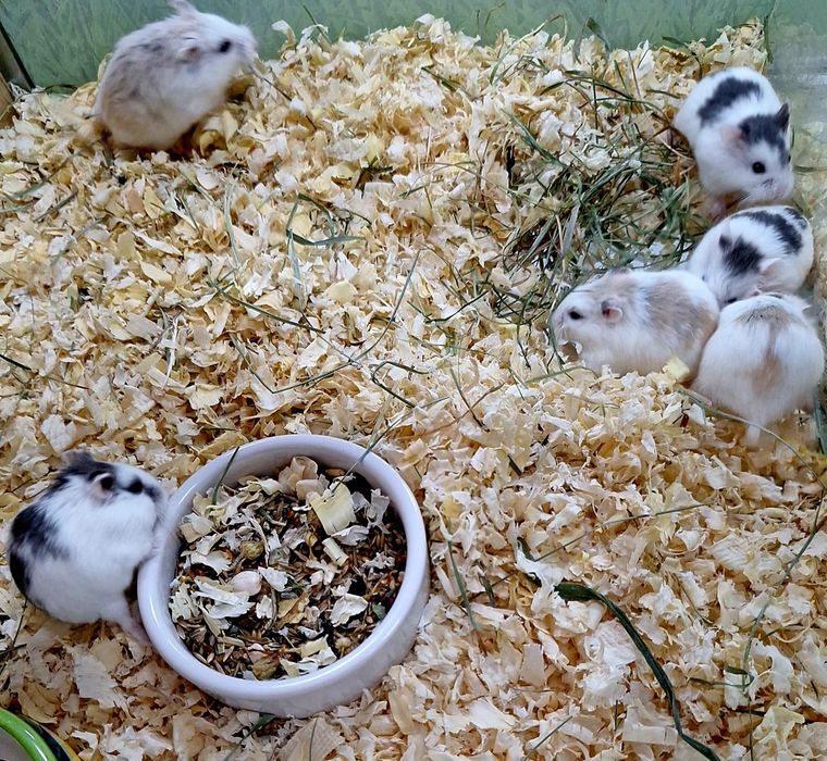 Chomik Roborowskiego chomicznik Roborowski