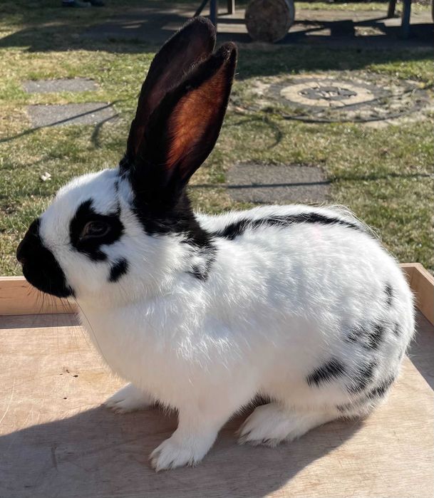 Królik - srokacz czarny