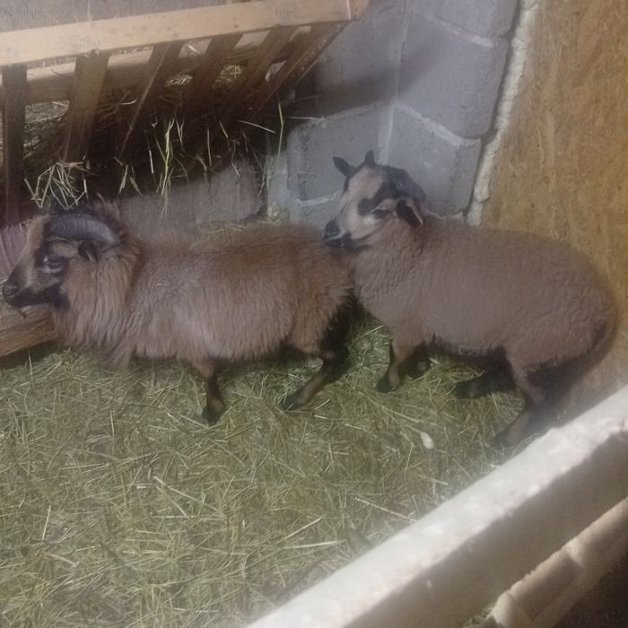 4 miesięczne tryki kameruńskie