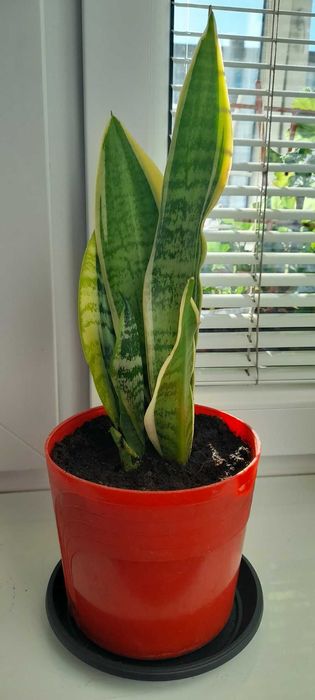 Sansewieria gwinejska język teściowej wężownica