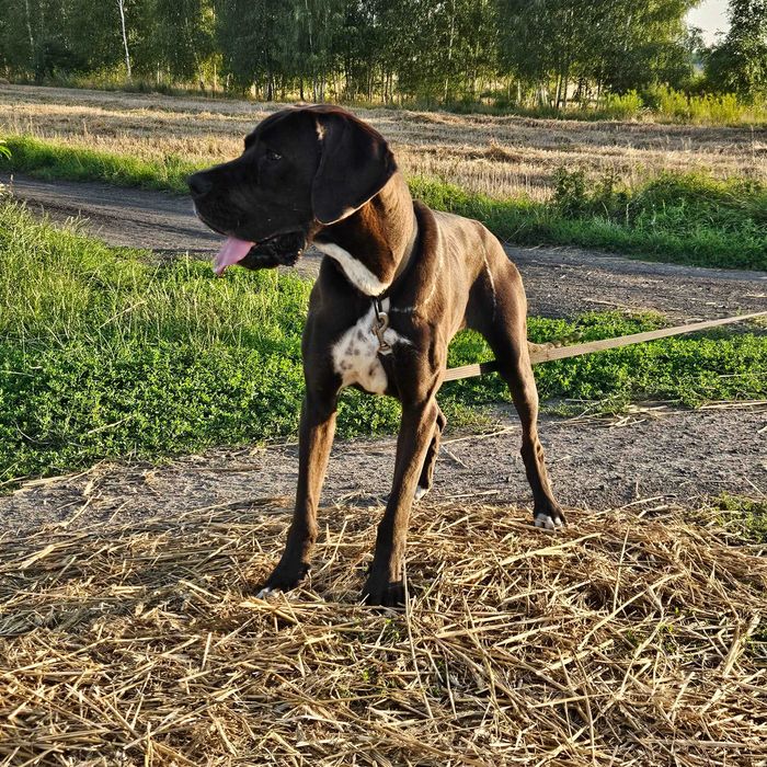 Dog niemiecki Prima 11mies suka adopcja