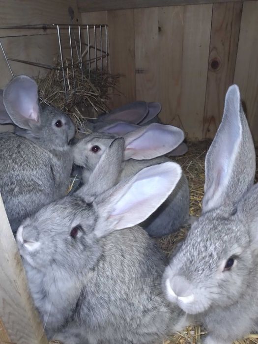 Króliki Belgijskie Szynszylowe