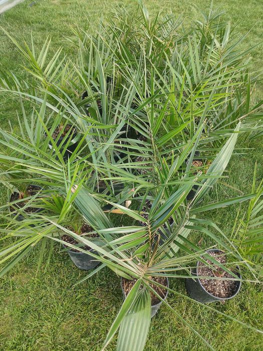 Daktylowiec kanaryjski Phoenix canariensis