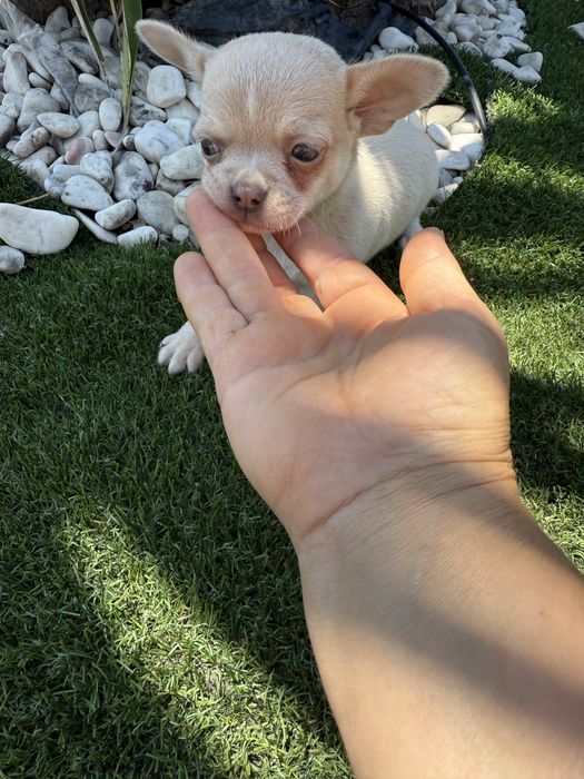 Chihuahua miniatura olhos azuis
