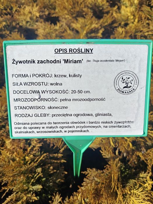 Tuja thuja Mirjam złota kulka