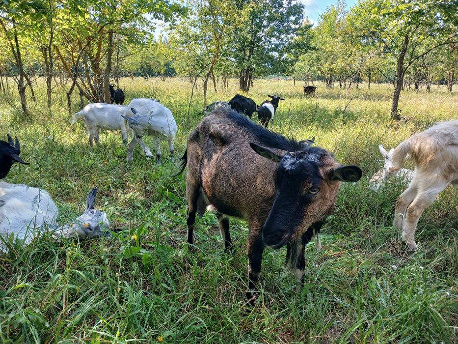 Продам молочних кіз