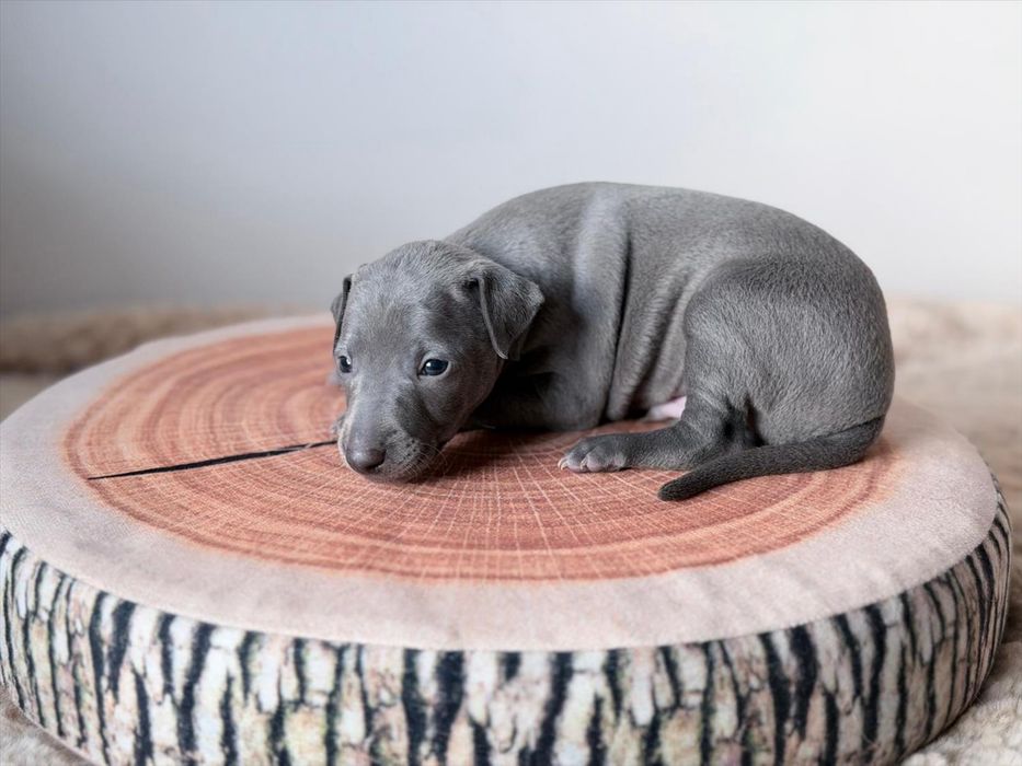 Charcik wloski chłopczyk, FCI