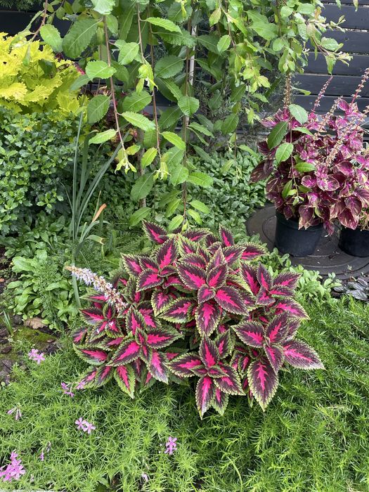 Яркі вкорінені колеуси