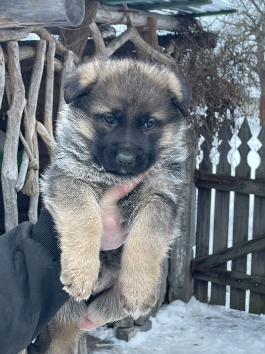 Цуценята німецькоі вівчарки