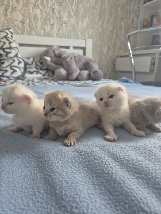 Кошенята ScottishF
Scottish Fold
09.06.2026

Мама Scottish Fold попеляста 

Татко Scottish Fold білий

За детальною інфо і для броні звертатися в пп
