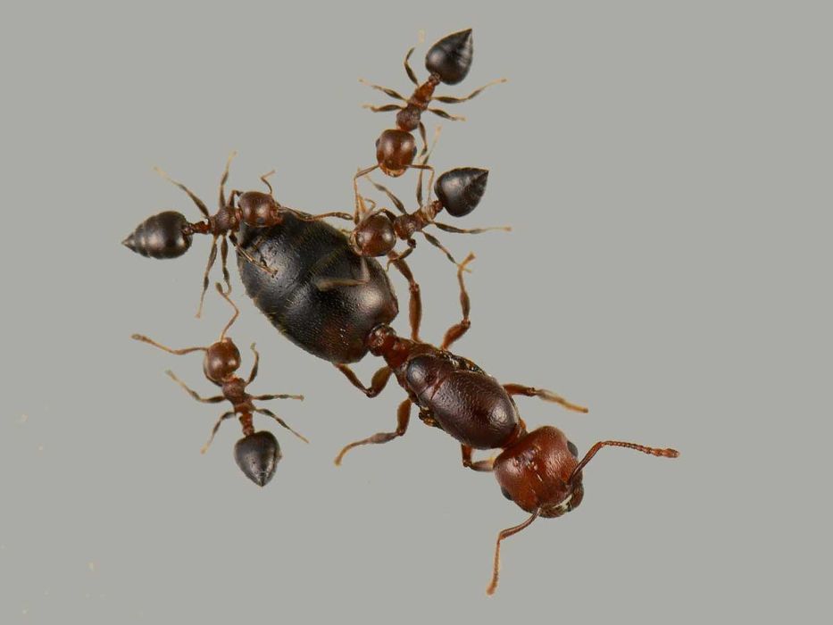 Экзотические муравьи для муравьиных ферм // Messor, Crematogaster.