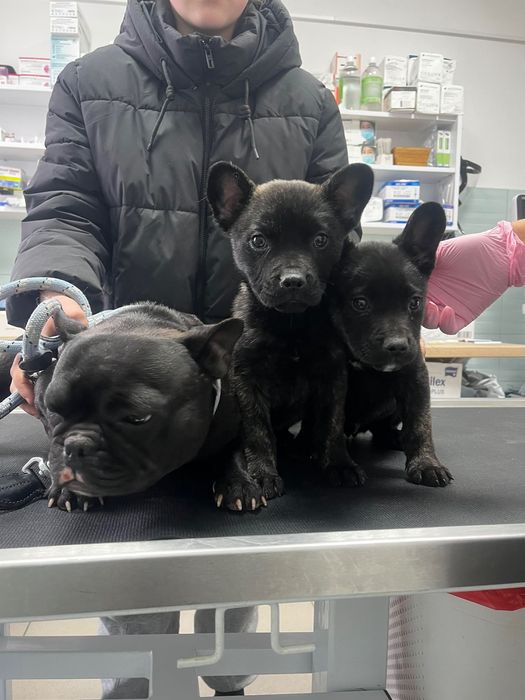 Szczenięta oraz sunia w typie Buldog francuski