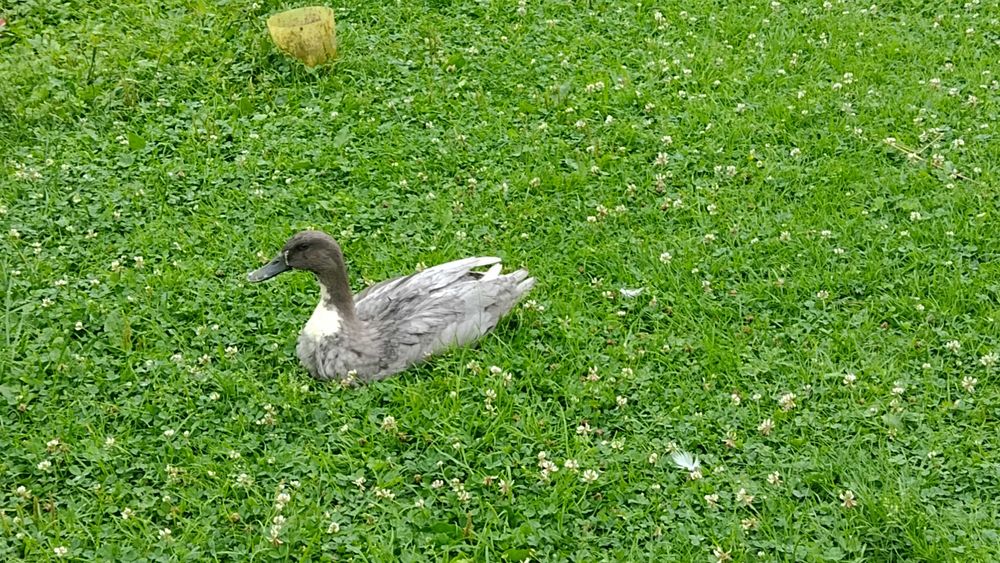 Kaczki Biegus  Indyjski