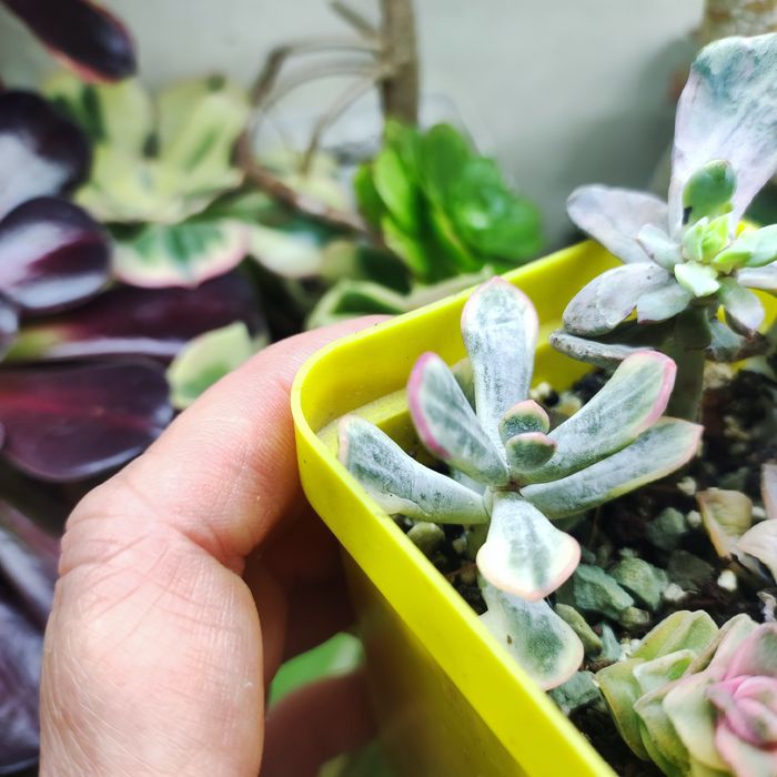 echeveria unguiculata