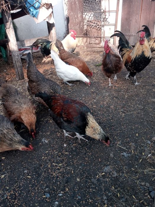 OJaja legowe kur            .