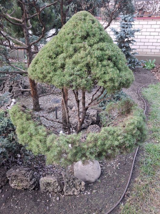 Ландшафтний дизайнер