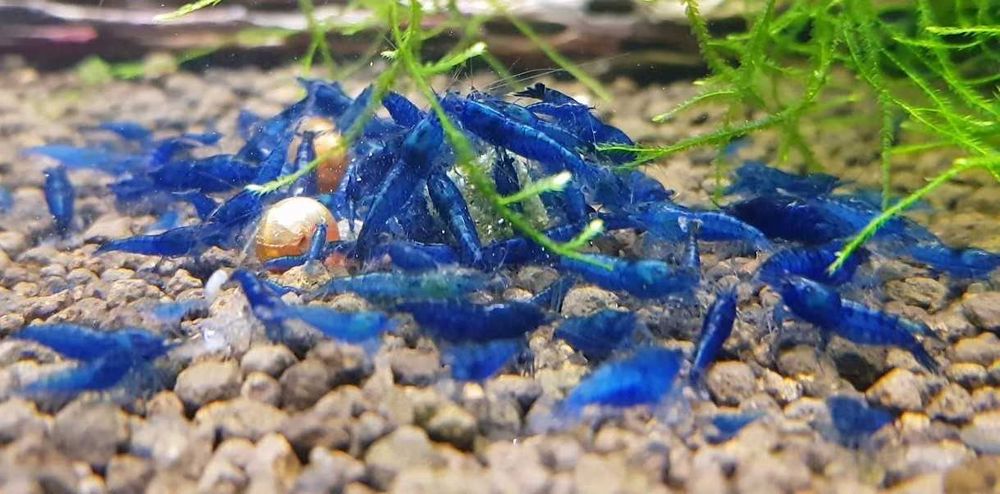 Camarões Com Envio e Garantia de Vivos