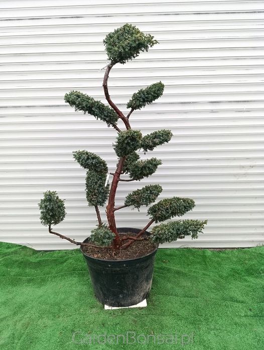Donica z Bonsai z jałowca chińskiego 'BLUE ALPS' - 150 cm