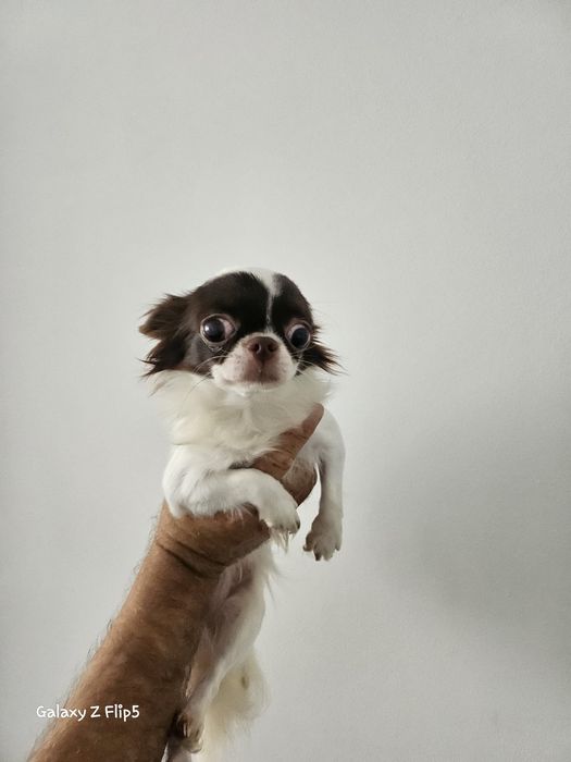 Vendo chiuaua femea