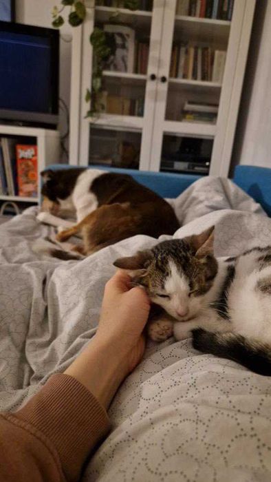 Koci Maluch Tościk do adopcji (dokocenie)