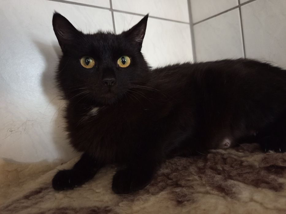 Czy kolor futerka skreśla jej szansę na adopcję?