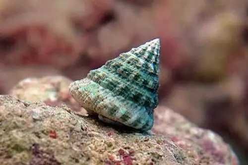 Tectus fenestratus  – Ślimak do Akwarium Morskiego (Glonożerny Reef Cleaner)