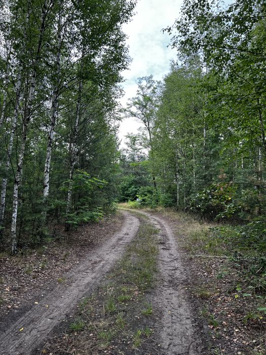Dzialka Anastazew Mostówka  las, natura