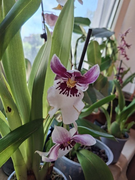 Орхидеи, Стефанотис, Хоя, АнтуриумКомнатные цветы