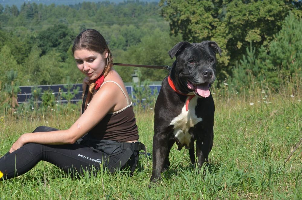 Ben- amstaff do adopcji