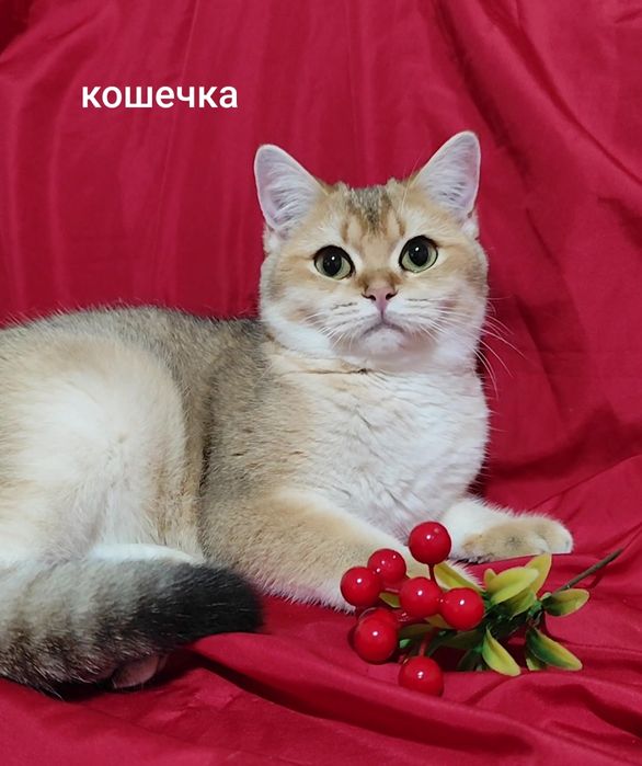 Британськая золотая шиншилла мальчик девочка