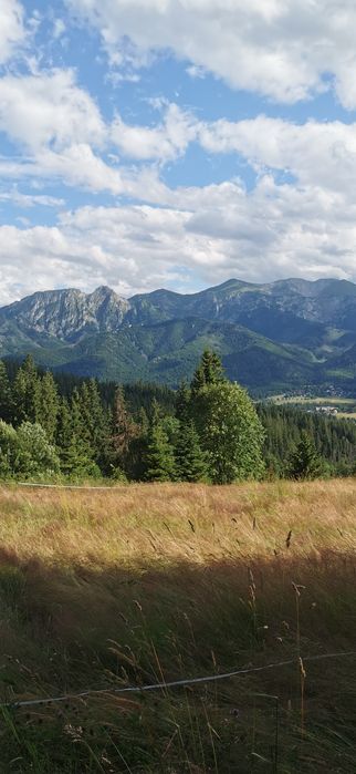 Działka z lasem w Kościelisku
