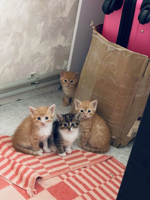 Кошенята шукають власника