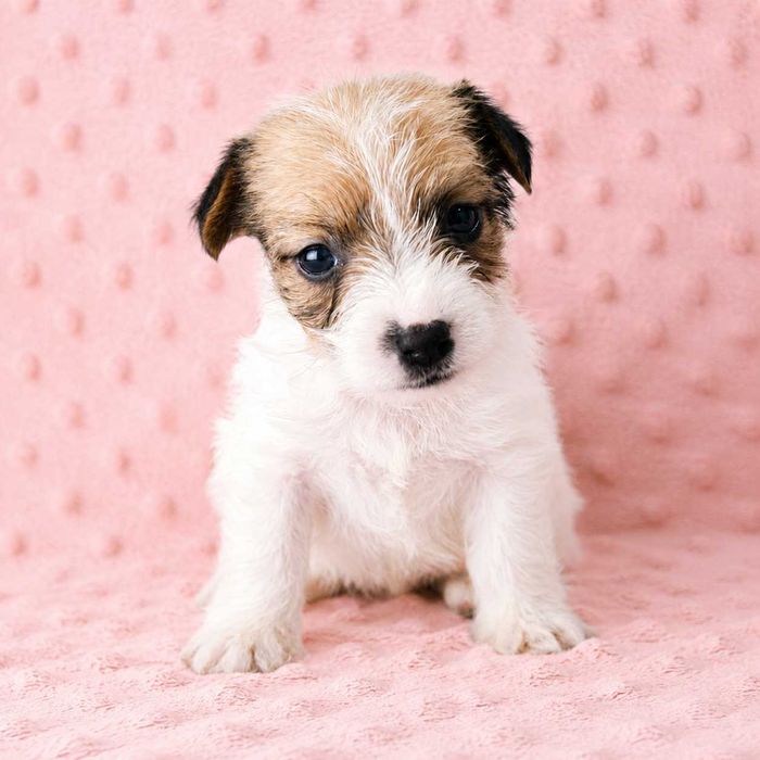 Jack Russell Terrier śliczna suczka Mokka z dokumentami