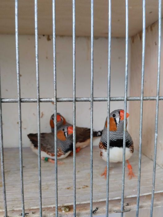 Sprzedam przepiękne zeberki