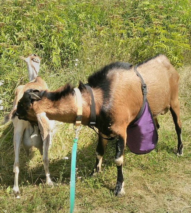 Фартух для козла, барана  2L