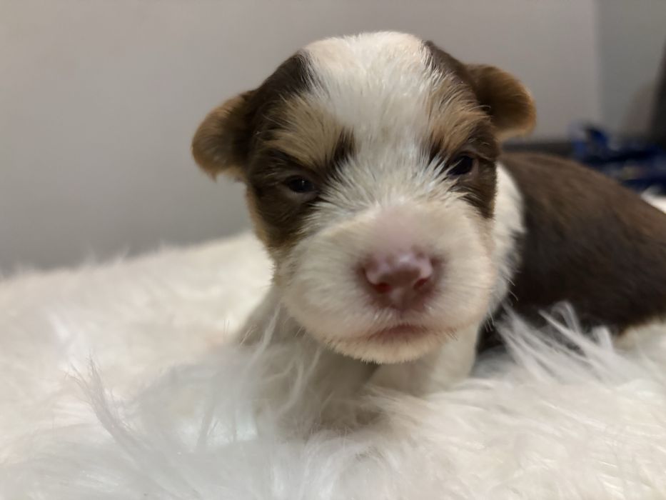 Do Rezerwacji Majlo Yorkshire Terier Brio