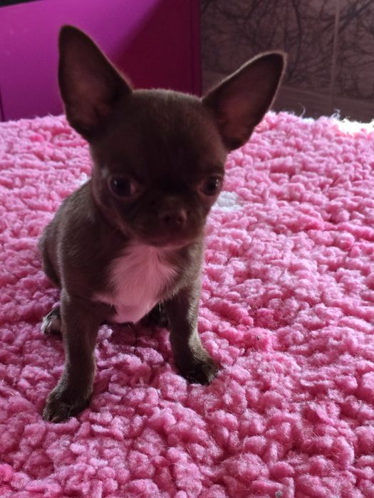 Chihuahua Czekoladowy***Dexter***