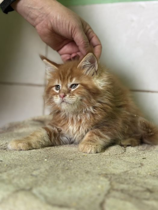 Котики муркотики.