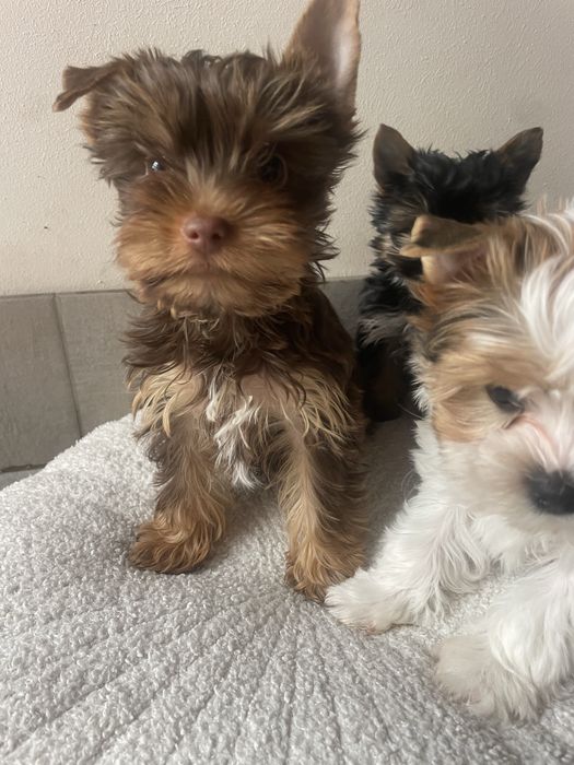 Elvis   Choco&tan  piesek Yorkshire Terrier