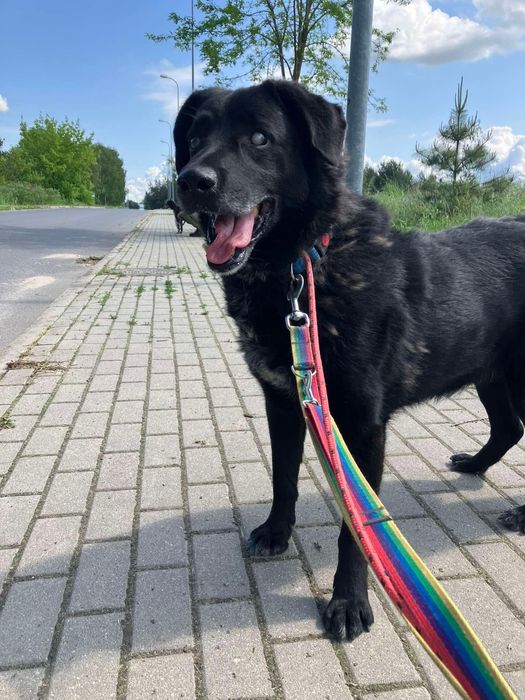 Czy niedowidzący pies ma szanse na dom?