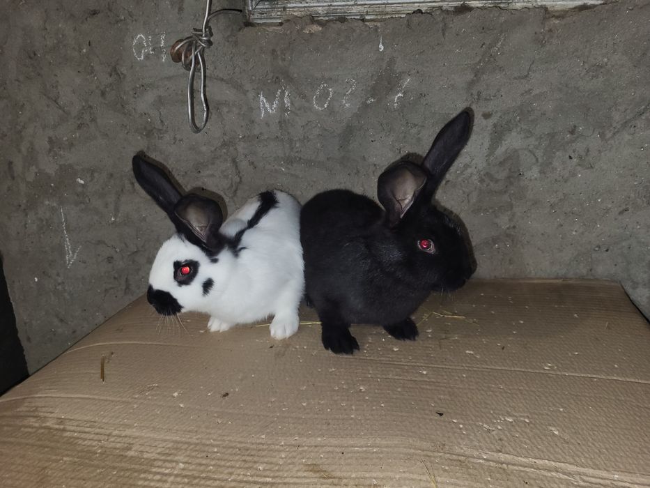 Продам  кролики Нимецкий Строкач