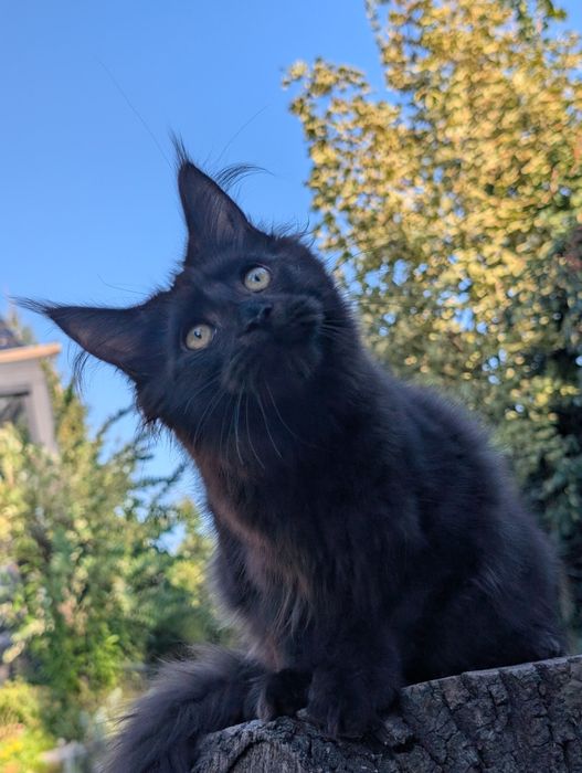 Adopcja płatna Czarny kocurek Iwo Maine Coon Zapraszamy